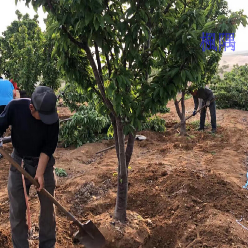 智利车厘子果苗大樱桃树带土球地栽庭院盆栽南方北方种植樱桃树苖果树