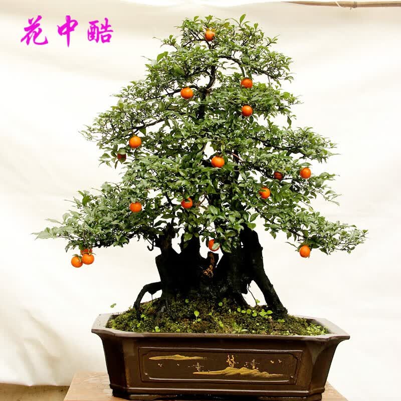 花中酷 林木种子 盆景树金弹子种子 金弹子种籽 金单弹子种籽 盆栽