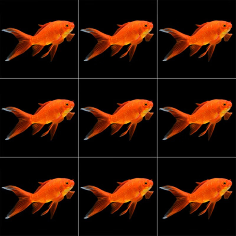 鱼冷水耐活好养鱼淡水红草金活鱼饲料鱼草金鱼活鱼 4-6厘米草金6条