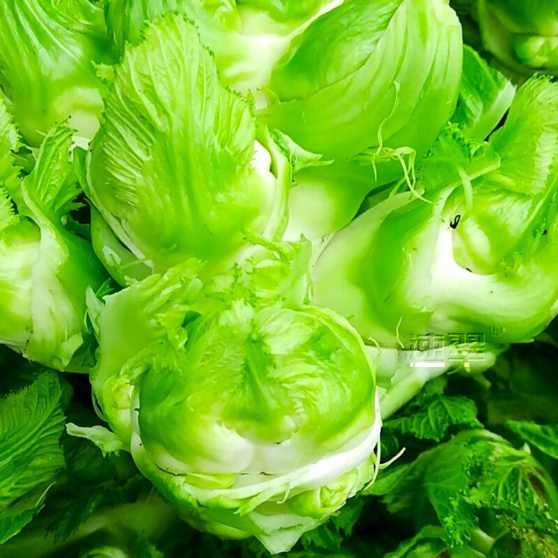 儿菜种子新种四川蔬菜籽大全娃娃菜抱子芥早熟菜种子 四川儿菜种子