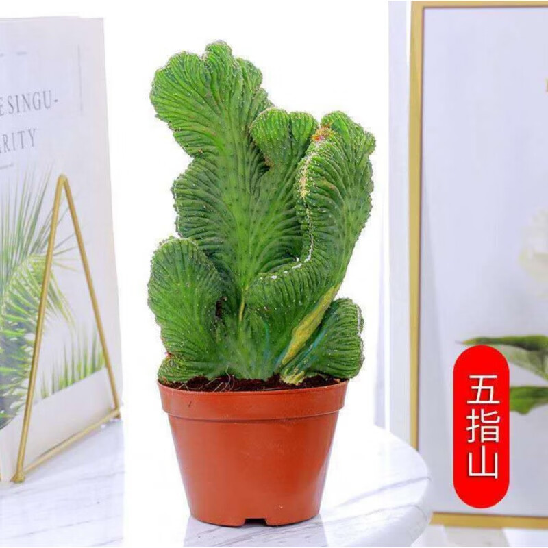 ��������������������ȩֲ���������辰��ָɽ�������� ��ָɽ ��21-30cm ������