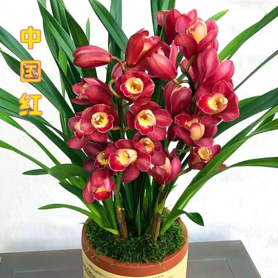 mivm新款不带花苞四季开花浓香型兰花苗 室内庭院绿植花卉盆栽 状元红