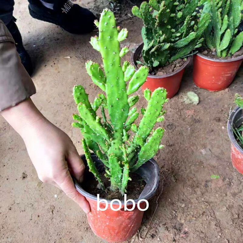 妙意仙人掌类千佛室内阳台绿植花卉仙人掌类千佛手多肉植物千手观音盆