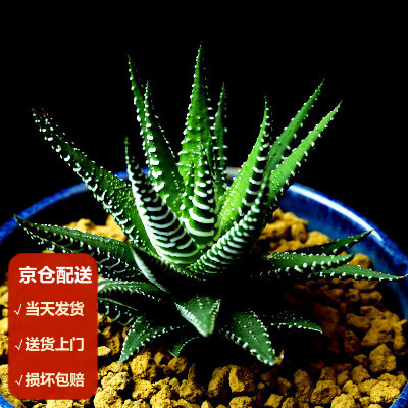上门】多肉植物带盆栽好肉肉盆栽绿植花卉新手好养肉肉 条纹十二卷 1
