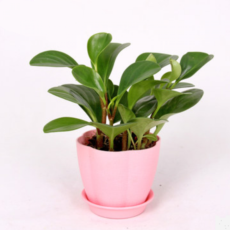 花豆瓣绿绿植盆栽花卉室内植物办公室小盆栽 豆瓣绿一盆 土 粉色盆 含