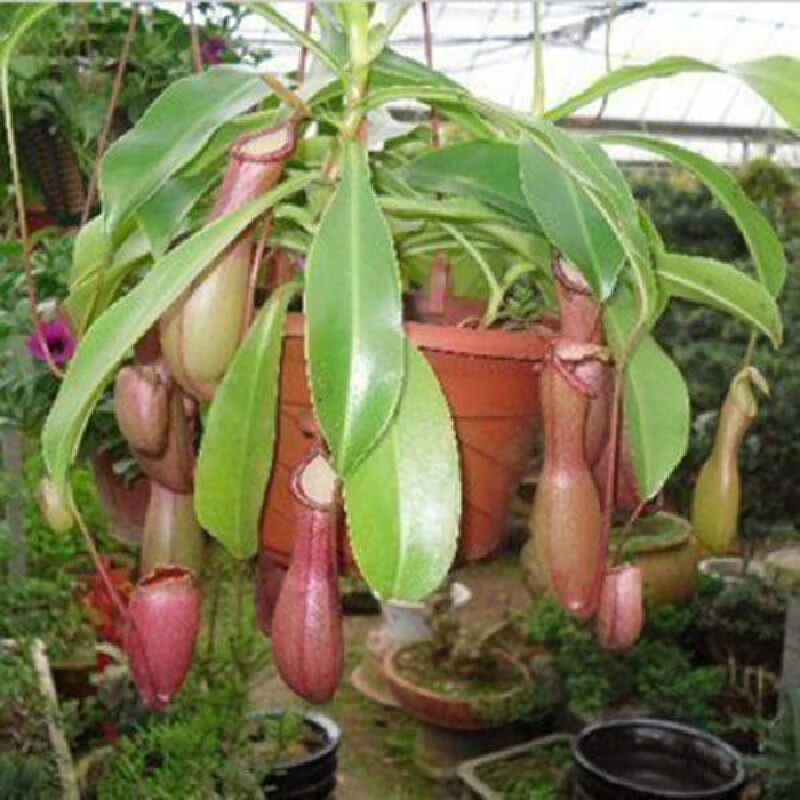 流彗捕蝇孑奸笑捕蝇的子巨型种子食人花食虫草植物室内大 猪笼草c30粒