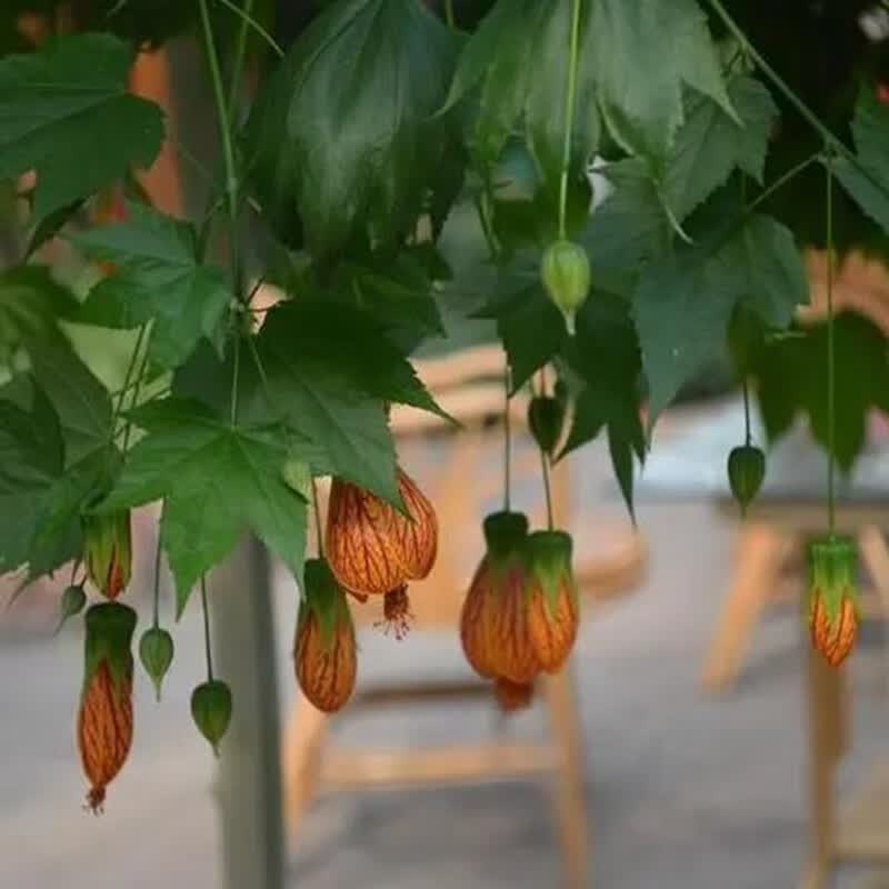 御春阁垂吊花卉木本灯笼花风铃扶桑花纹瓣悬铃花金铃花盆栽倒挂金钟花苗 4年苗 当年开花 带土球