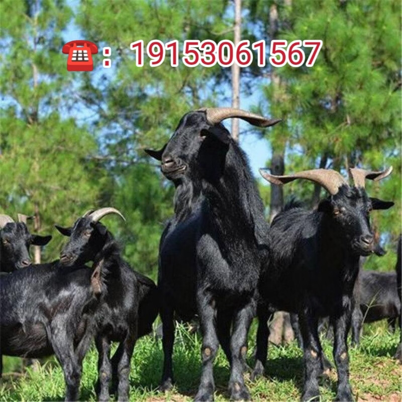 黑山羊小羊羔繁殖头胎怀孕母羊活体活苗种公羊纯种黑山羊养殖场