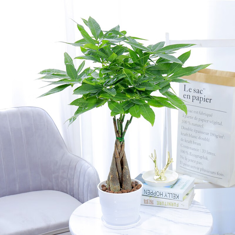 怎么看京东大型绿植历史价格曲线|大型绿植价格走势