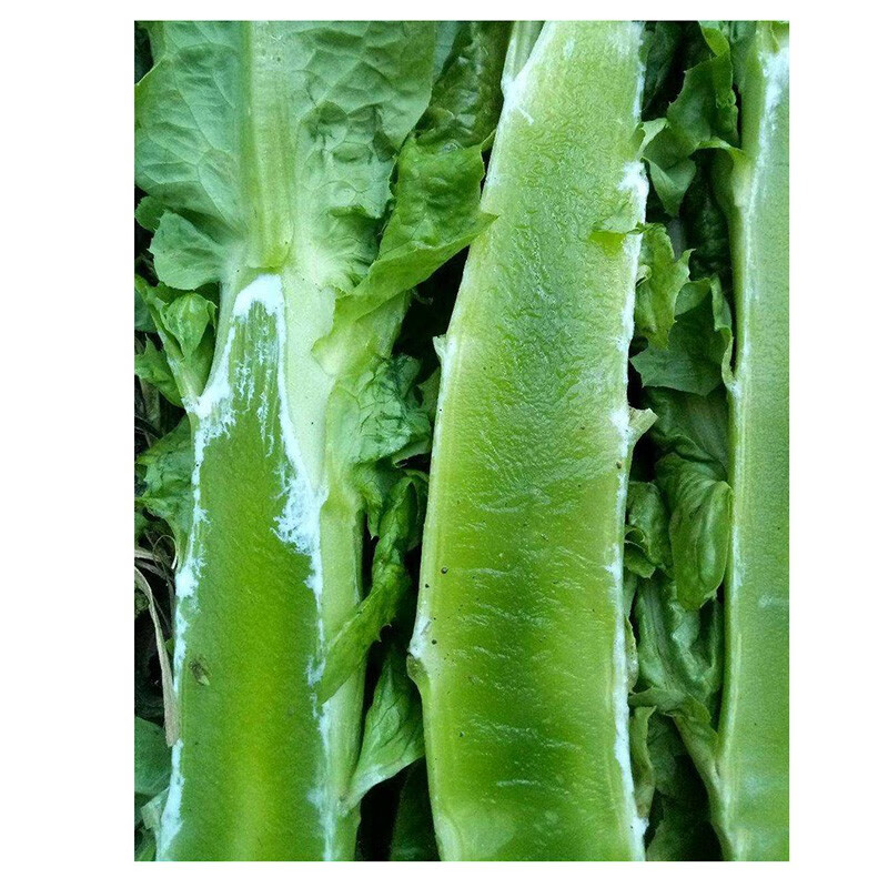 民汇园 三青皮莴笋种子 圆叶绿皮绿肉莴笋 蔬菜种子 莴苣笋 青笋 莴菜