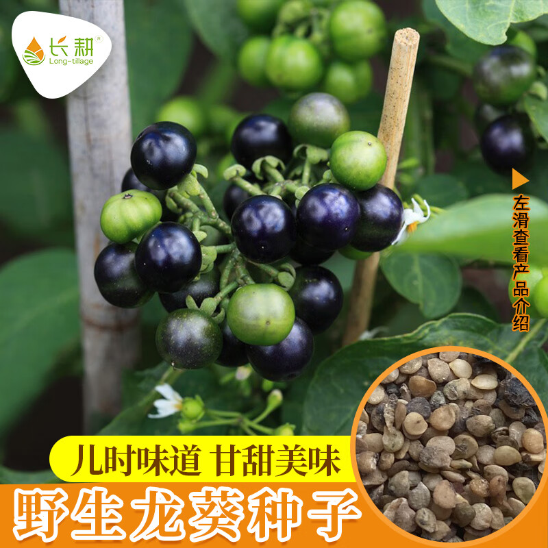 长耕东北野生龙种子葵黑悠悠水果种籽四季阳台盆栽黑黝黝果蔬菜种孑籽