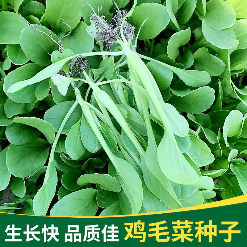 四季鸡毛菜种子耐热小白菜种籽青菜油菜种孑盆栽阳台速生菜籽大全 华