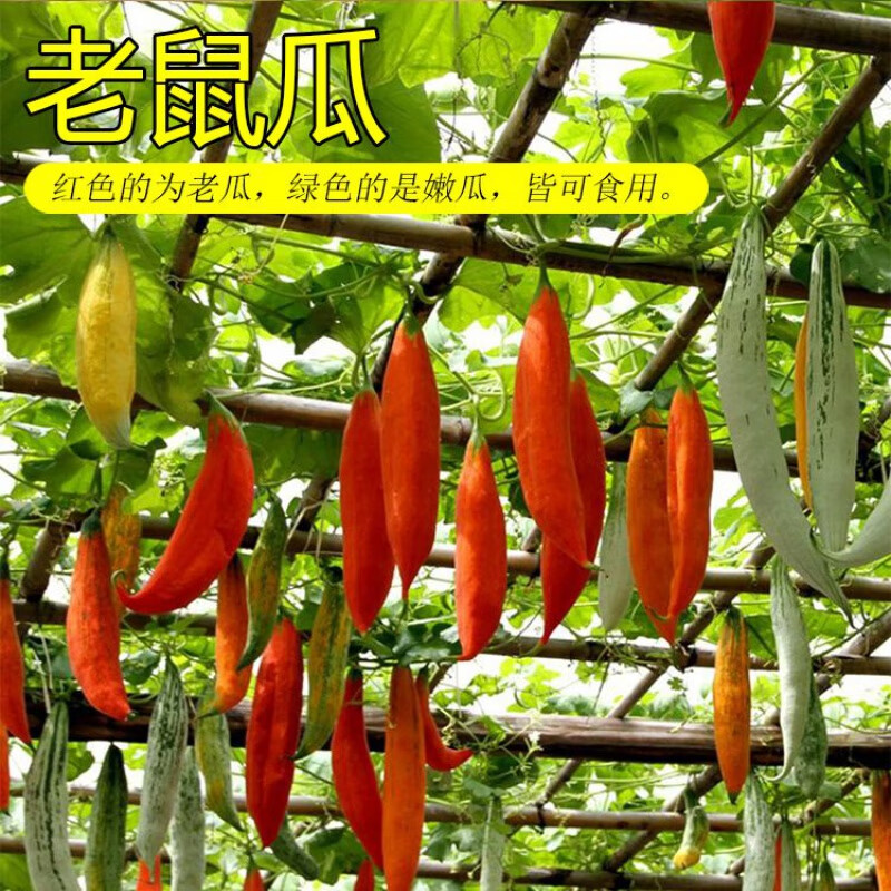 小妮老鼠瓜爬藤梅瓜观赏南瓜籽阳台盆栽四季播