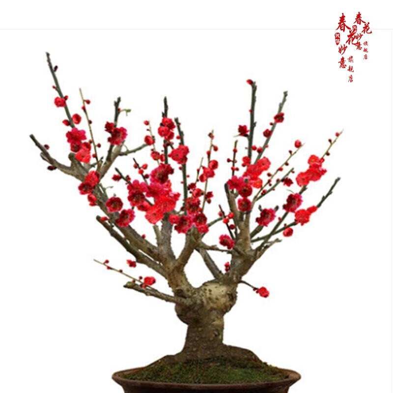 原生盆栽地栽红梅绿梅梅花老桩盆景庭院植物梅花盆栽梅花树耐寒植物冬天
