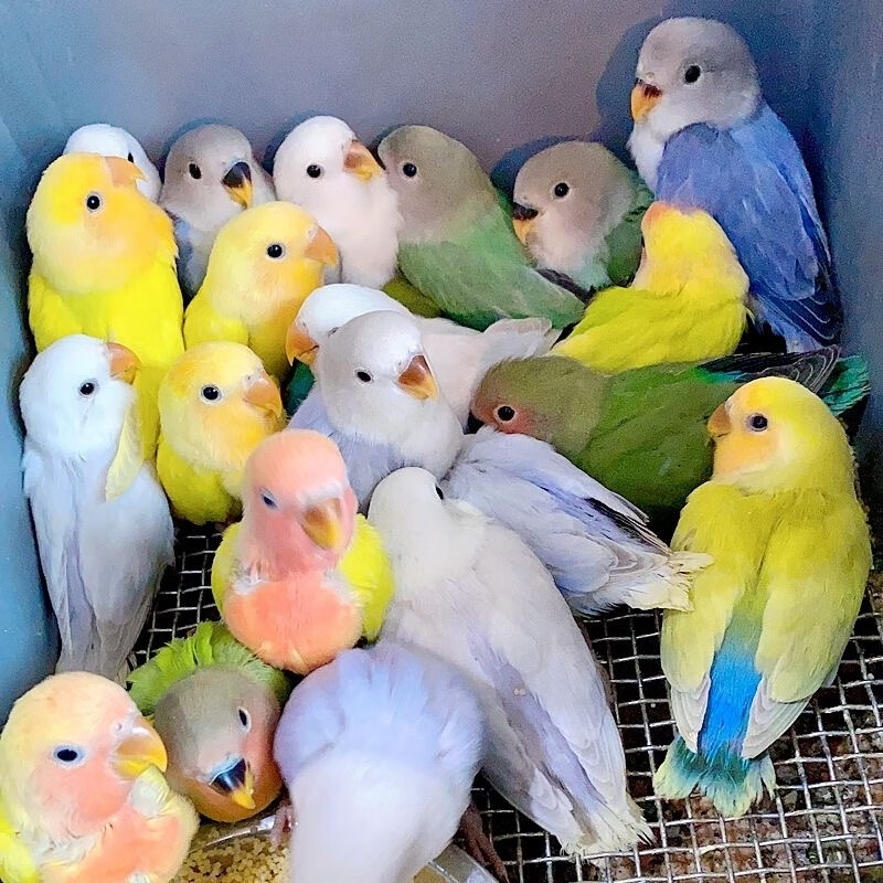 【阳台玩家】特色牡丹鹦鹉中高端品种鹦鹉活物手养亲人独立幼鸟 随机