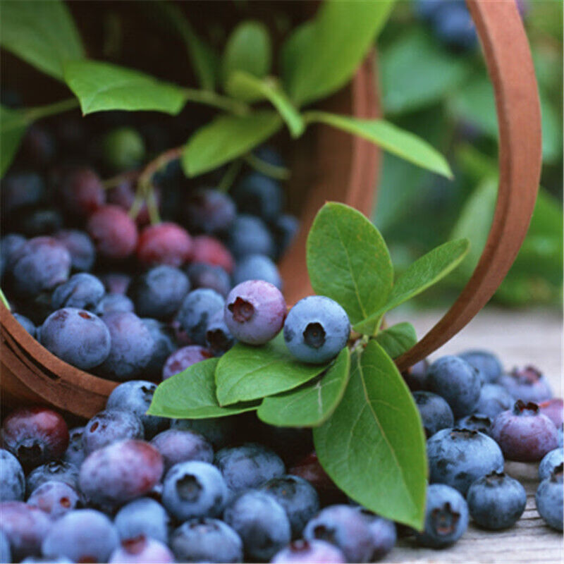 蓝莓苗 蓝莓树苗盆栽地栽南方北方果树苗庭院阳台果苗室内外植物 酷派