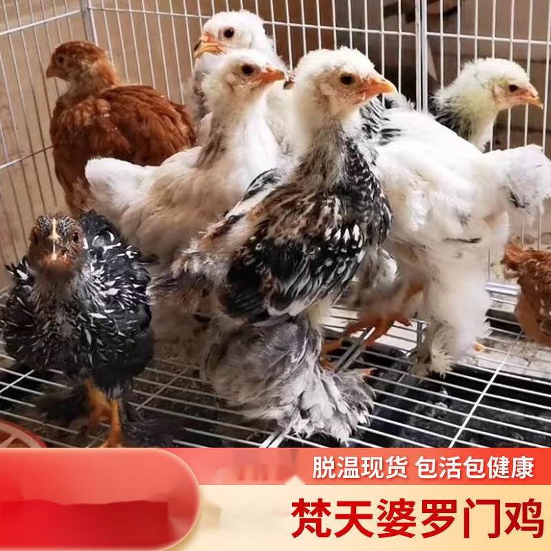 淼然阁婆罗门鸡纯种梵天鸡幼崽活鸡幼鸡巨型大体型梵天鸡 纯种婆罗门