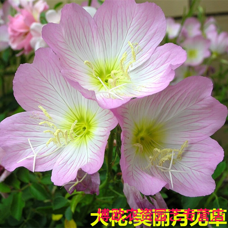 花种子美丽月见草种籽多年生耐寒耐旱大花夜来香盆栽庭院室外花卉