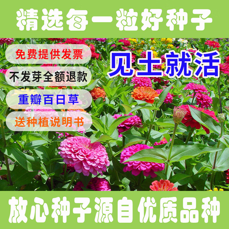 百日草种子百日菊花籽庭院四季室外花卉花种籽子鲜花重瓣组合花种 两