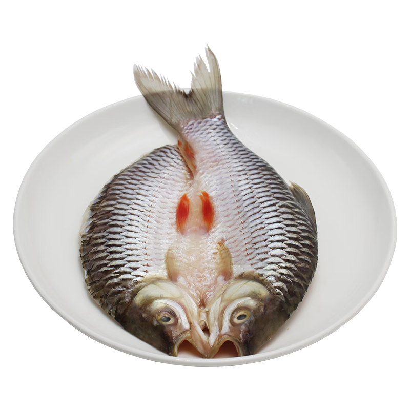 厚今（hoajin） 河鲜 忘不了鱼 苏丹鱼 皇帝鱼 马来西亚鱼种 河鱼之首 无腥味 900-1000克/1条