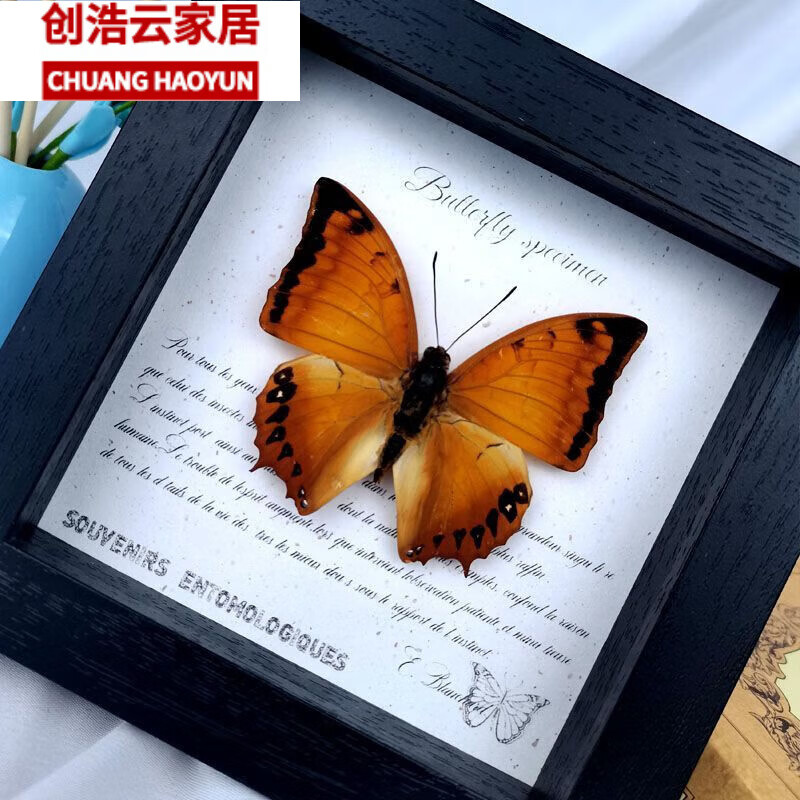 百圣牛大蓝闪蝶蝴蝶标本欢乐女神原始雨林玻璃罩a1级结婚生日情人礼物