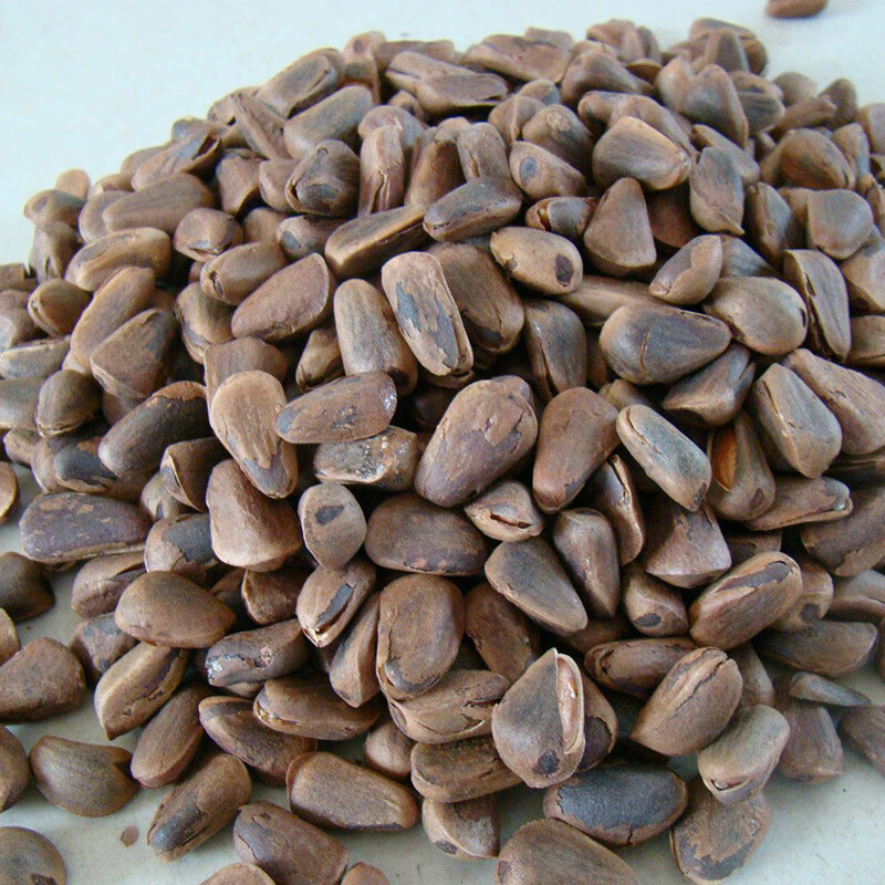 韵久红松种子可食用松籽树苗海松果松韩松种子 优 1