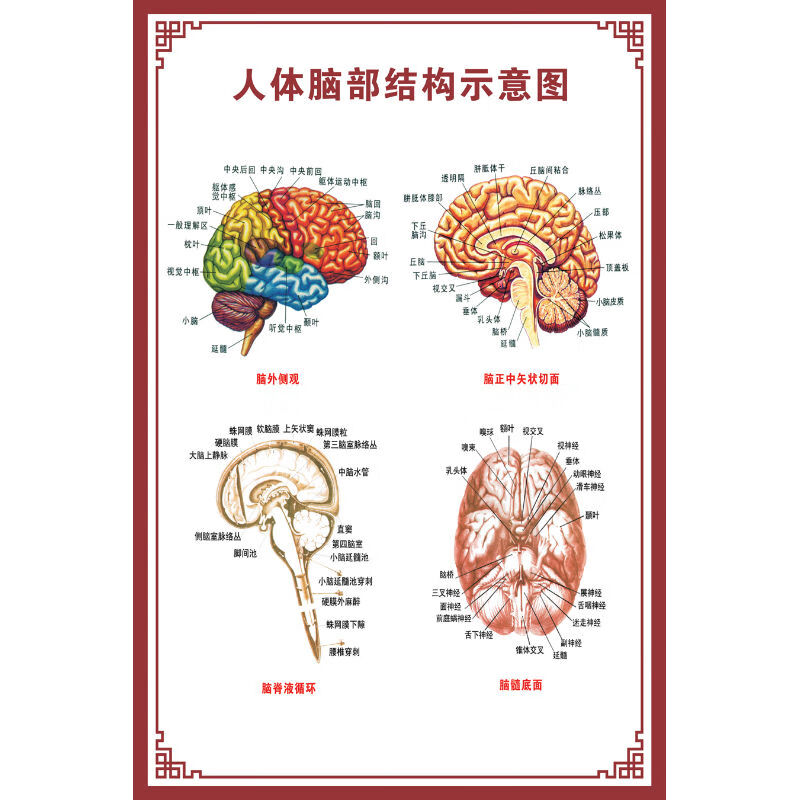 人体脑部结构示意图 pp胶(背面带胶)28寸50x70cm