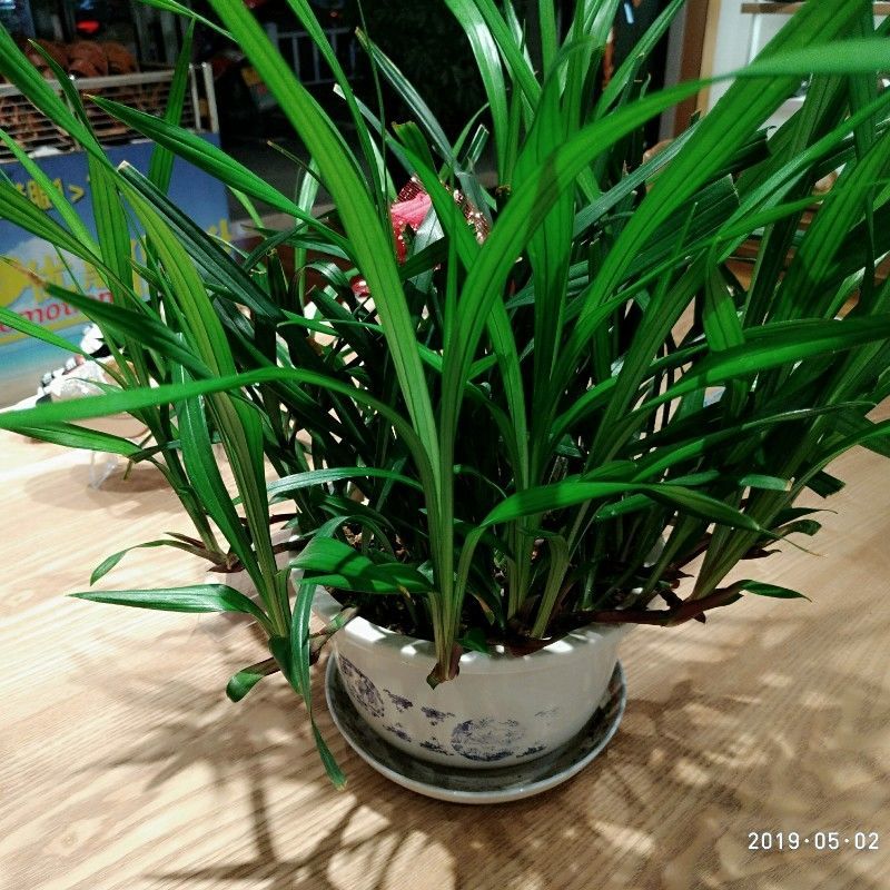 七抒 吉祥草观音草紫衣草室内外阳台盆栽土栽水培好养耐寒四季 吉祥草