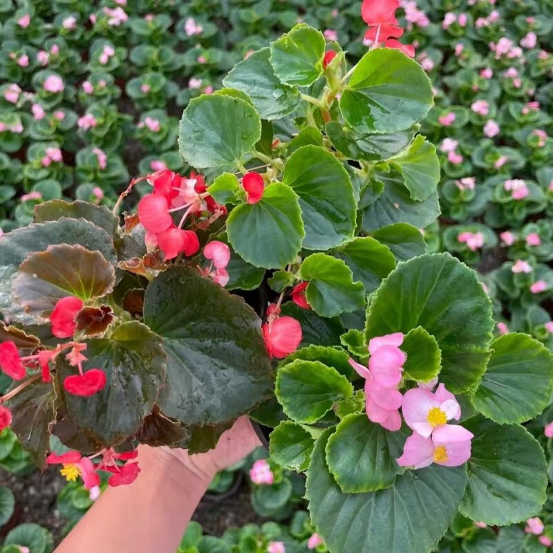 四季海棠盆栽四季开花玻璃翠大叶小叶重瓣丽格海棠 带花发货室内 3盆