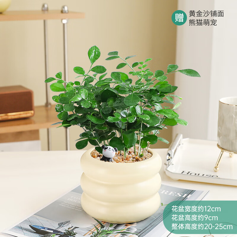 ���ڲ�������������ŷins��ֲ�մ����԰칫���ڼ����쾻�������ļ�����ȩ����ֲ�� �������㡿 ��������Ȧ���� 13.8Ԫ