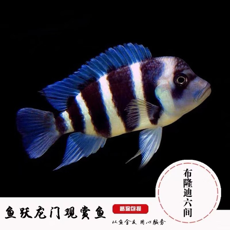 乐淘逸宠进口三湖慈雕坦鲷布隆迪六间活体鹅头六间伊巴卡热带观赏鱼 4