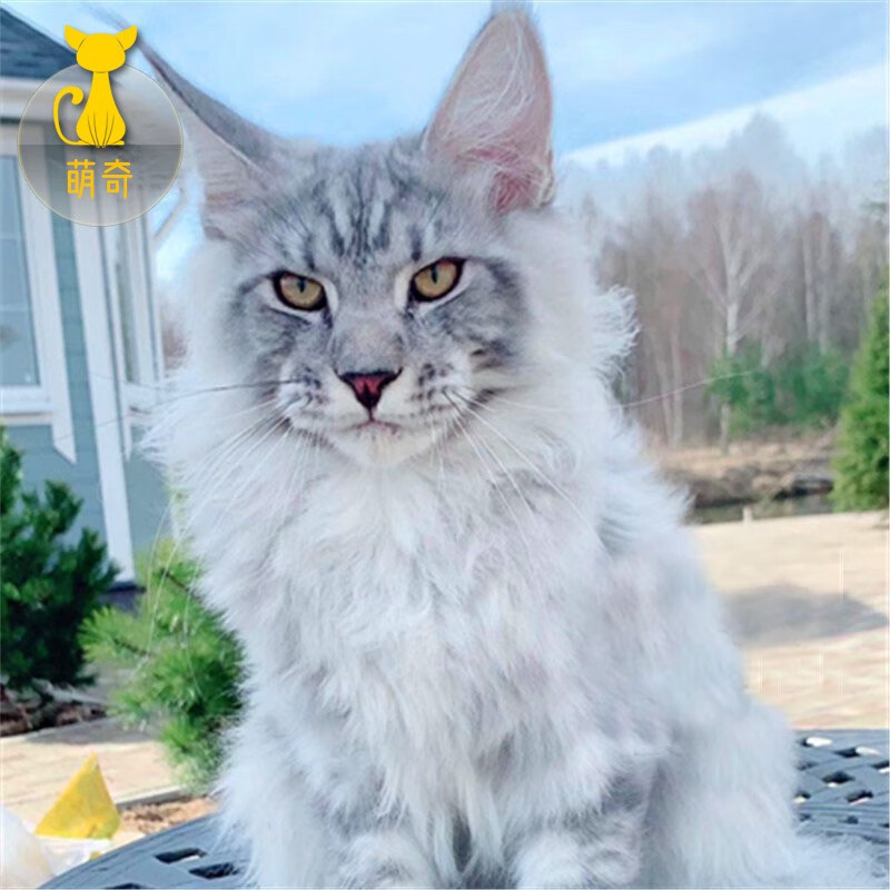 缅因猫幼猫活体宠物猫大型库恩猫幼体巨型猫挪威森林猫活物西伯利亚猫幼崽银虎斑棕虎斑烟灰色红虎斑纯白纯黑 赛级使用感如何?