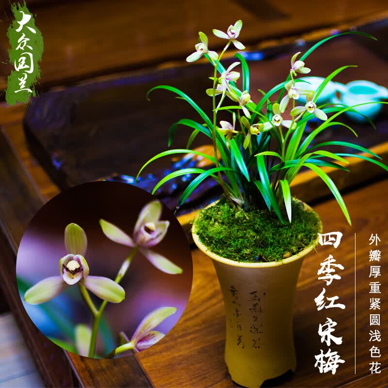 兰花苗建兰草 四季红宋梅 花卉兰花盆栽室内花不带花苞绿植 四季红