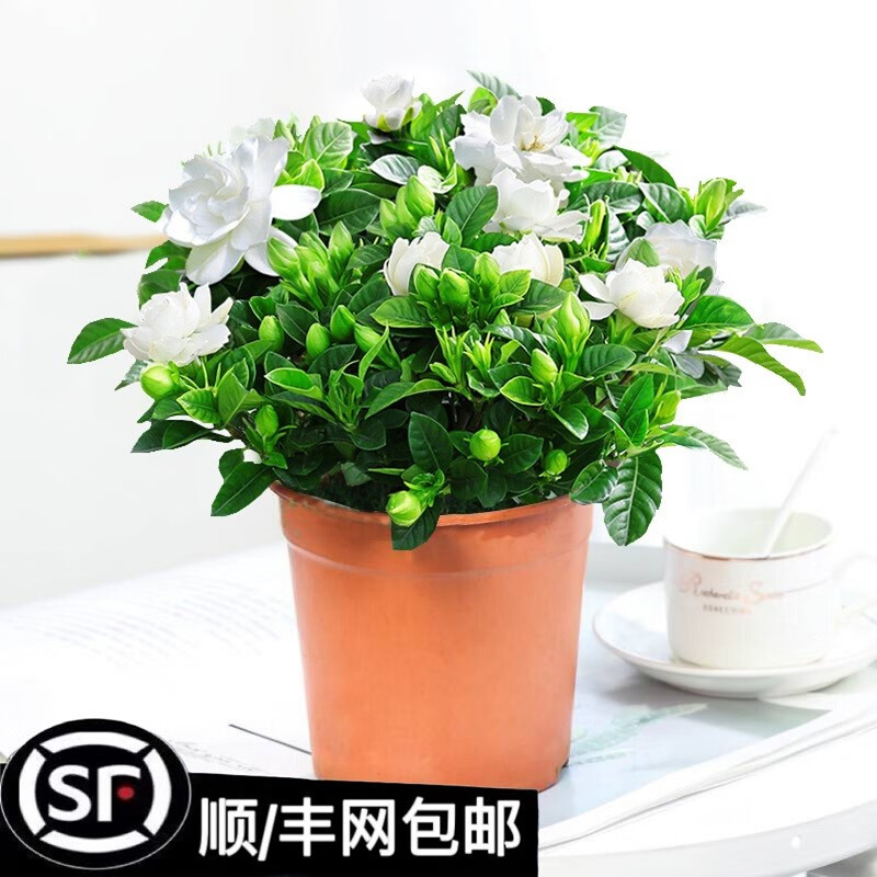 花卉怎么查询历史价格|花卉价格走势图