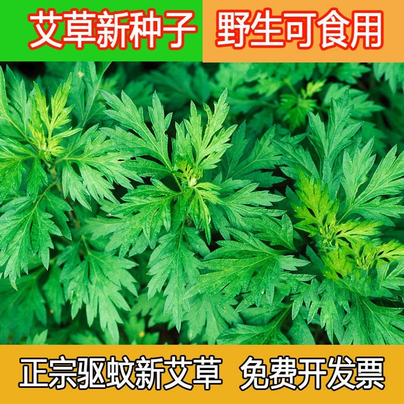 誉满园艾草种子药用艾草种子四季种食用艾蒿种子驱蚊野生香草艾草籽