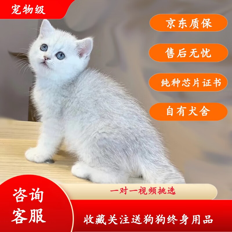 果粒之星纯种英短银渐层猫小猫幼猫宠物猫英国短毛猫矮脚猫活体招财猫 宠物级怎么样,好用不?