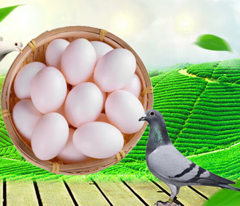 当天新鲜鸽子蛋散养鸽子蛋京鲜生 散养鸽子蛋