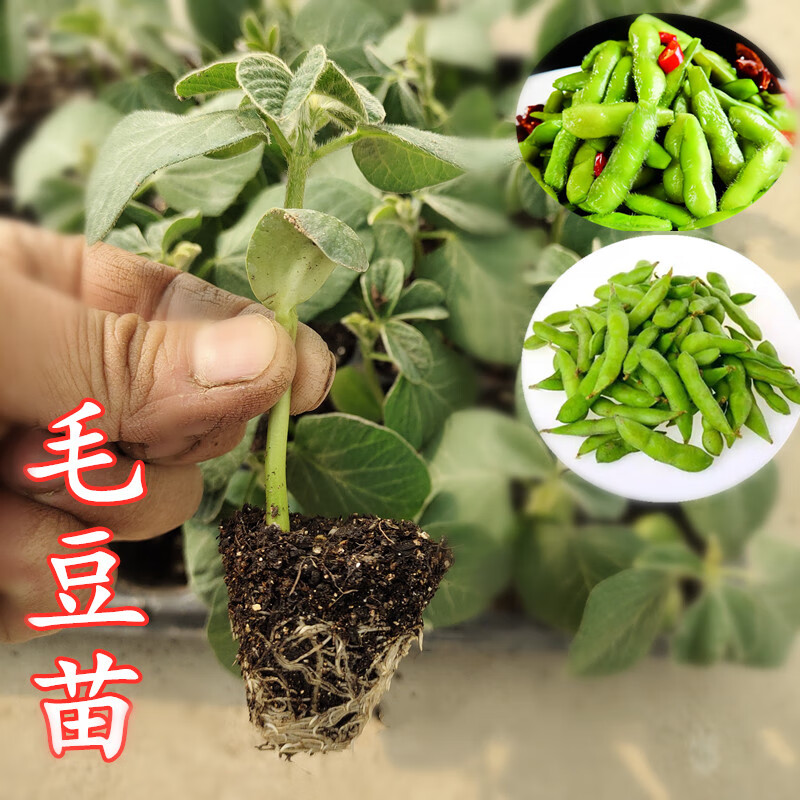 种苗各种秧苗青椒苗番茄苗辣椒西红柿春季黄瓜辣椒茄子 毛豆苗【1颗】