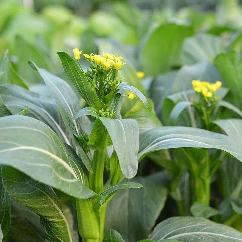 芥兰种子四季甜美芥兰菜园白花大蕊甜美芥蓝种子四季种植蔬菜种子耐热