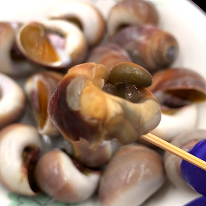 鲜活发货】海宏盈 香螺鲜活 500g 小香螺海螺无沙贝壳类青岛海鲜生鲜