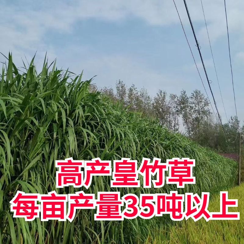 萌蕴(mengyun)紫色皇竹草种节耐寒巨菌草无毛甜象草3号种子牛羊四季