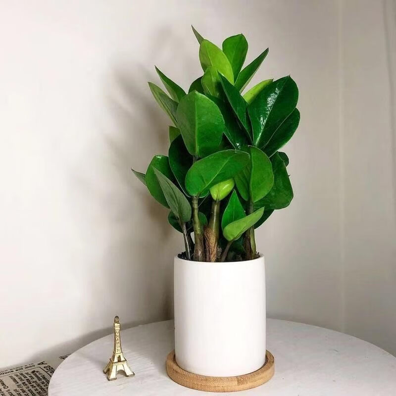 金钱树 白色陶瓷盆 竹垫 带盆栽