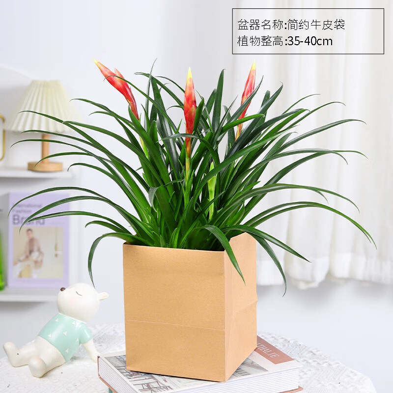 融暖鸿运当头盆栽花卉植物室内花好养活四季适合客厅摆放的花  牛皮