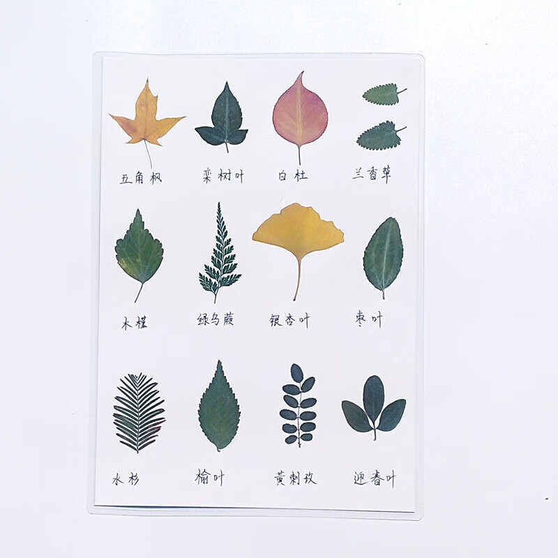 千惠侬植物标本卡a4干树叶教学教具不同形状的叶子树叶标本学生认知