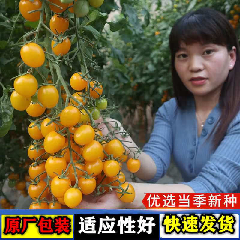 种子黄圣女果种子小番茄种子春季易种植蔬菜种子大全 黄番茄种子【1包