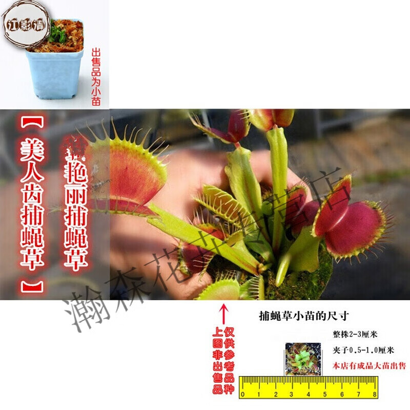捕虫草苗食肉植物多种捕蝇草苗盆栽食虫植物盆栽办公室趣味盆栽 编号1