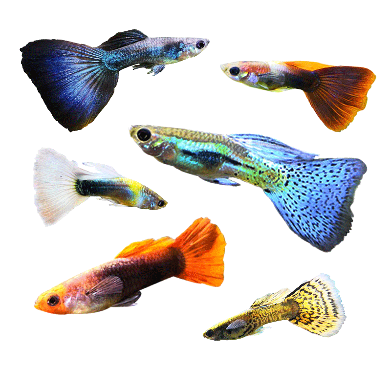 电商平台水族活体历史价格查询|水族活体价格比较