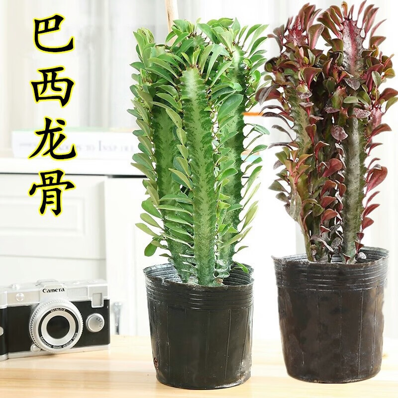 龙骨盆栽 巴西龙骨 仙人柱 紫龙骨绿龙骨 仙人掌大盆栽 多肉植物 紫