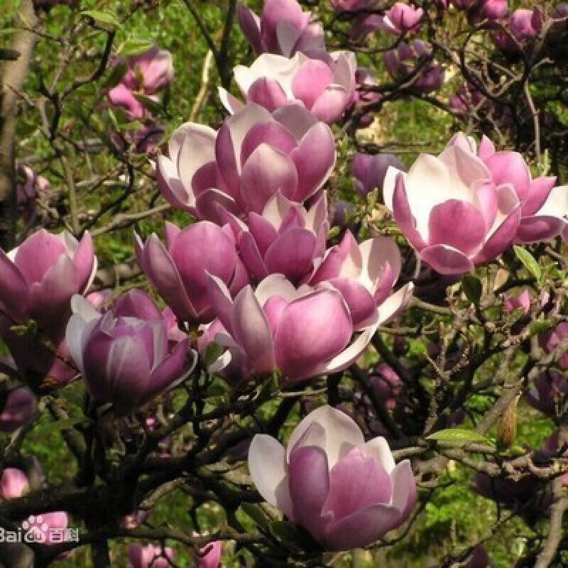 香葶苑 玉兰花苗兰花树苗南方北种植庭院盆栽地栽木兰花树 二桥玉兰 2