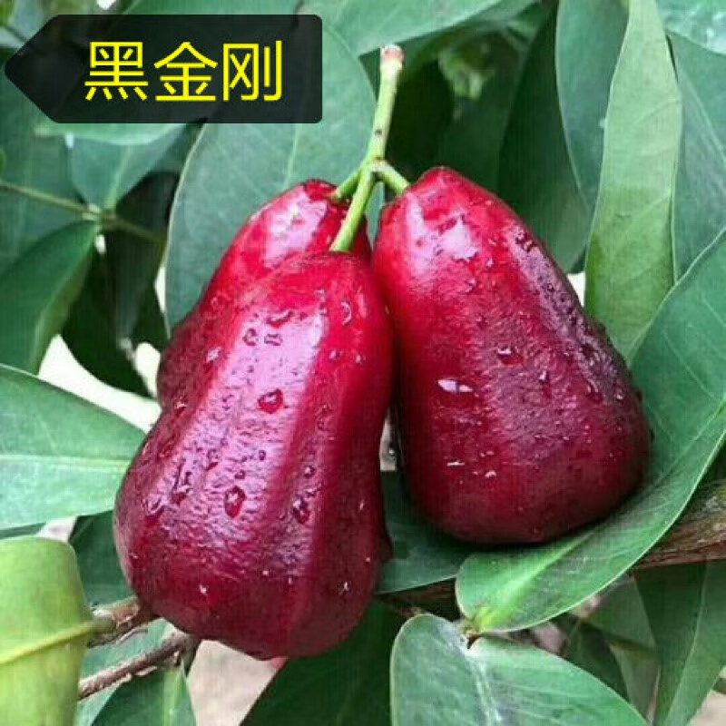 溢睬莲莲雾果树苗黑金刚大叶红莲雾果苗嫁接苗当年结果 黑金刚莲雾 2